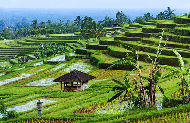 Cánh đồng lúa Jatiluwih, Bali: Những ruộng bậc thang của Cánh đồng lúa Jatiluwih tươi tốt và tràn đầy sức sống đến mức chúng đã được UNESCO công nhận là Cảnh quan Văn hóa như một phần của Hệ thống Subak của Bali.
