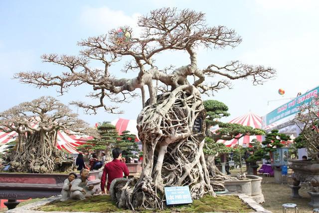 Tại một triển lãm cây cảnh, cây sanh thu hút sự chú ý đặc biệt của người chơi và được đánh giá là 1 trong những siêu cây đẹp, giá trị nhất của triển lãm. Ảnh: Dân Trí.