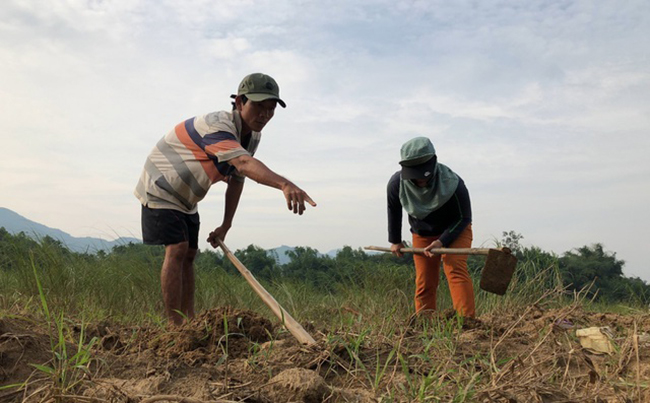 Những ngày cuối thu, đầu đông, nông dân ở nhiều địa phương tại Quảng Ngãi lại rủ nhau đi đào sùng đất để bán cho các nhà hàng, quán nhậu.
