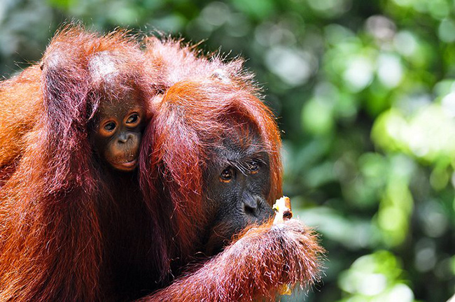 Đười ươi Borneo: Sẽ không có chuyến đi nào đến Indonesia hoàn hảo nếu không nhìn thấy một số con đười ươi, và Borneo là một nơi tuyệt vời để thăm những sinh vật tuyệt đẹp và có nguy cơ tuyệt chủng này.
