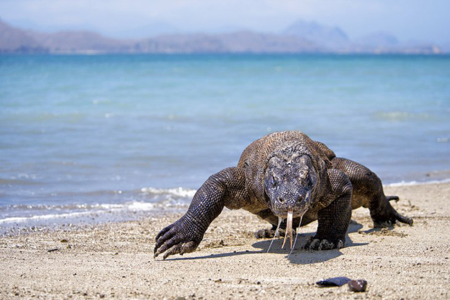 Vườn quốc gia Komodo: Công viên Quốc gia Komodo, một Di sản Thế giới được UNESCO công nhận, bao gồm 5 hòn đảo chính và một số hòn đảo nhỏ hơn, cũng như các khu vực biển xung quanh.&nbsp;
