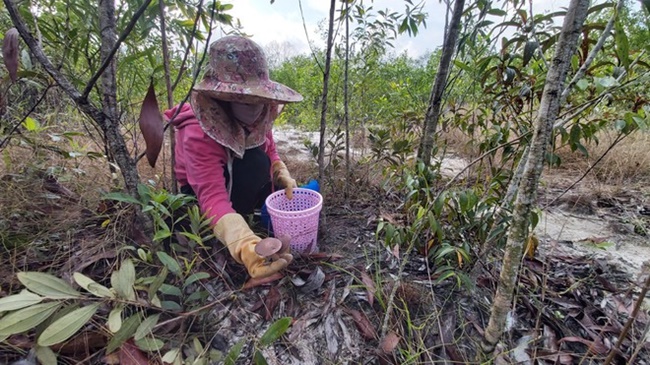 Mỗi năm chỉ có một lần, thứ nhìn qua bé tẹo này tự chui dưới đất lên, chẳng cần chăm sóc gì nhưng độ ngon đã được nhiều người đánh giá cao. 
