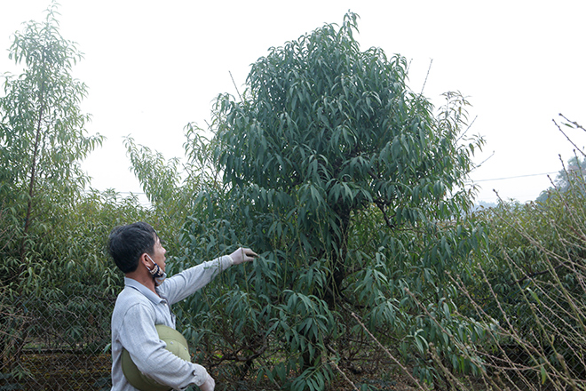 Ông Nguyễn Xuân Hải, chủ một vườn đào cho biết, năm nay người dân đồng loạt phun một loại thuốc thực vật để kìm hãm sự phát triển của ngọn cây. Nhìn xanh tốt nhưng nó không phát triển ở các đầu cành.