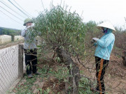 Tin tức trong ngày - Đào Nhật Tân “xuống lá” đón Tết