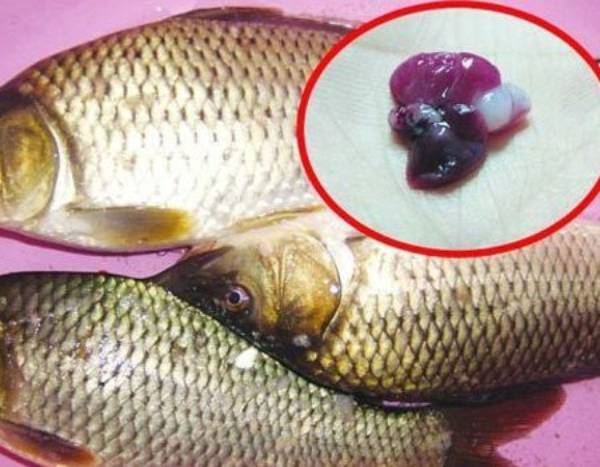 Đừng ăn những bộ phận này của cá vì dễ bị ngộ độc và tử vong - 1