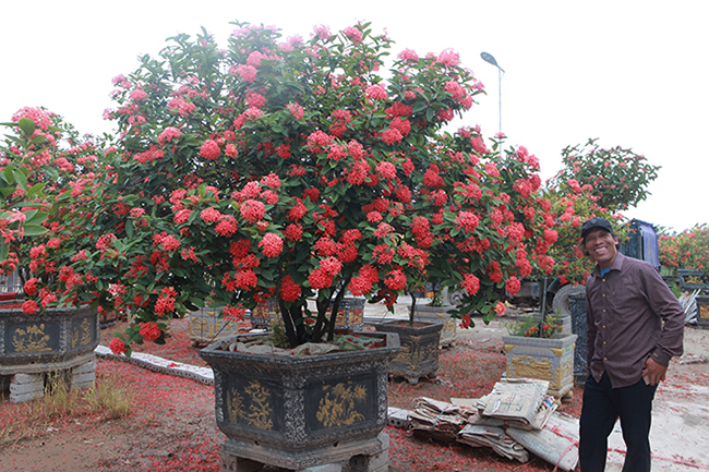 Mùa hoa mẫu đơn bắt đầu từ tháng 4 âm lịch đến hết tháng 10 âm lịch. Hoa nở liên tục, cho sắc đỏ bắt mắt, bông to, đều, căng mọng, cuộn tròn, xếp dày thành từng lớp
