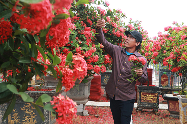 Mỗi một mùa hoa chơi được 4 tháng. Màu hoa thay đổi theo mùa, tháng 4 hoa&nbsp;chưa đậm, từ tháng 4 -8&nbsp; hoa đậm dần,&nbsp;càng rét càng đậm và tròn hơn
