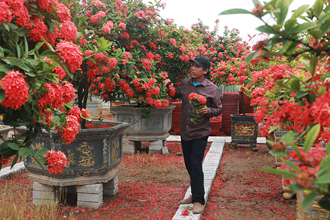 Được biết, hiện anh Tiến có 6 vườn hoa mẫu đơn, vườn rộng nhất 5.000m2 với hàng nghìn cây lớn, nhỏ khác nhau, ước tính lên đến 5.000 – 6.000 cây
