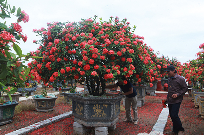 Những cây mẫu đơn cổ có tuổi đời trên 100 năm, anh Tiến ít khi bán vì để nhân giống. Mỗi cây tán khoảng 3-4m, cao trên 2m, hoa dày đặc nhìn rất đẹp
