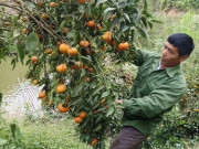 Kinh doanh - Lão nông biến đồi hoang thành “thung lũng vàng”, thu về nửa tỷ đồng mỗi năm