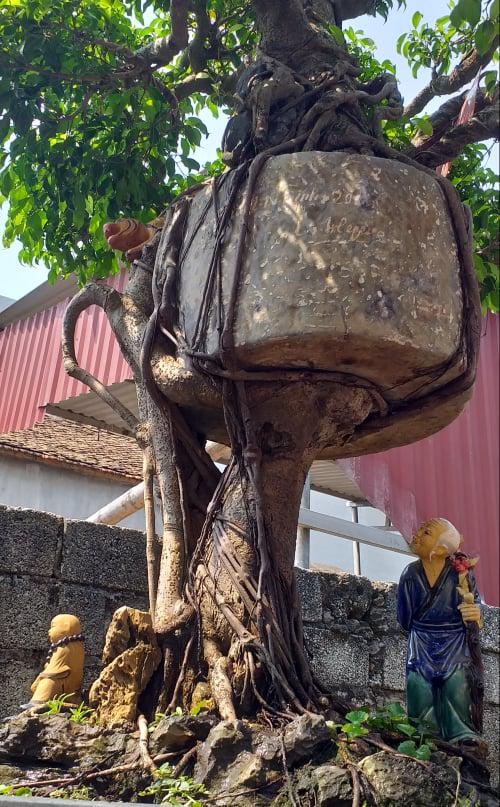 Cây cảnh "Chuyện tình cây và cối" có bệ rễ đẹp.