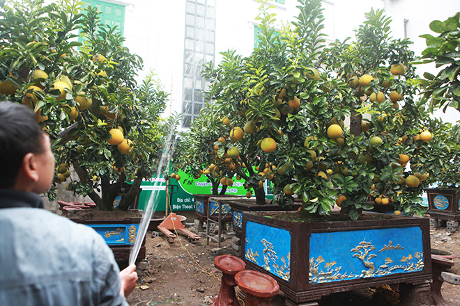 Việc ghép cũng khó khăn không kém do không thể thành công hoàn toàn, có nhiều quả ghép hỏng, chưa kể nhiều cây không đạt yêu cầu thì không thể giao cho khách, phải quay đầu chăm sóc tiếp chờ năm sau.