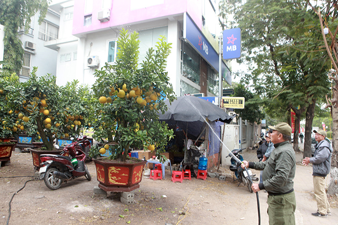 Do công đoạn chăm sóc loại cây này khá tỉ mẩn và kỳ công nên đa phần khách chơi Tết thường thuê cây, chơi Tết xong lại trả cho nhà vườn. Với những khách mua đứt, các nhà vườn sẽ hỗ trợ chăm sóc trước, trong và sau Tết Nguyên Đán nếu khách có nhu cầu.