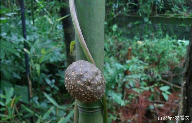 Quả, rễ đều có độc nhưng loại cây này lại được &#34;săn lùng&#34; với giá “khủng” 200.000đ/kg - 1