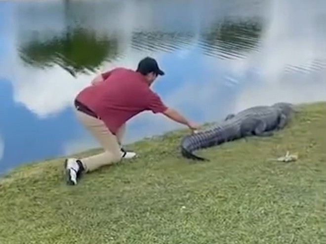 Golfer giành lại bóng từ cá sấu