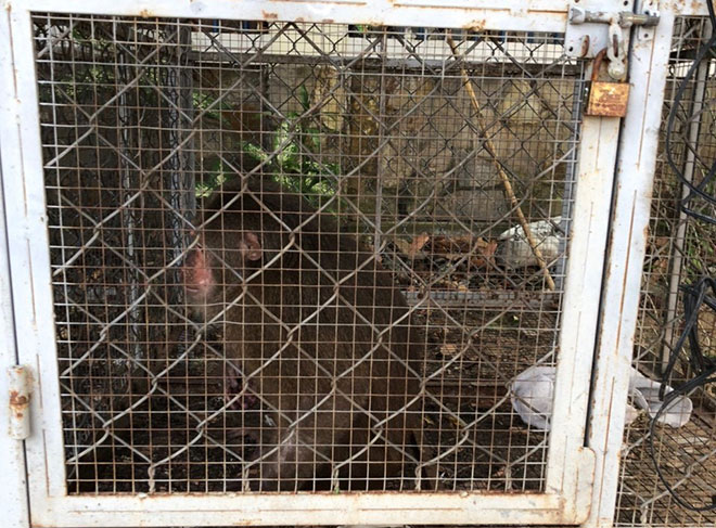 Cá thể khỉ hoang dã bị lực lượng kiểm lâm bắt giữ thuộc loại động vật rừng nguy cấp quý hiếm nhóm 2B