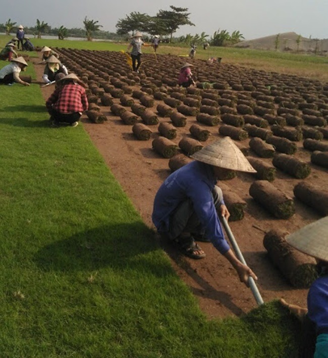 Cỏ nhung còn được ví là cỏ dành cho nhà giàu. Vì chúng được chăm sóc kỹ, để dùng ở các resort, khách sạn hay các khu vườn cao cấp...
