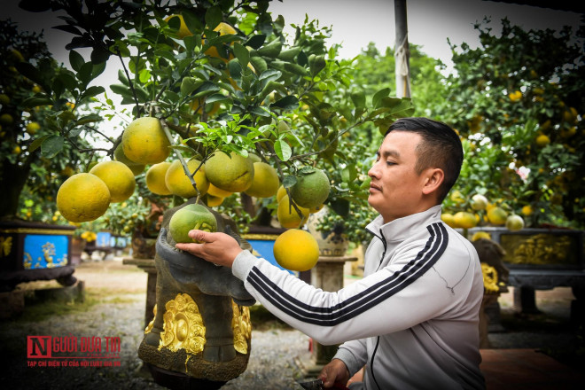 Anh Hoàng Đình Chính, chủ một vườn bưởi cảnh ở Hưng Yên, chia sẻ, từ tháng 10 Âm lịch, vườn nhà anh đã rục rịch mở cửa đón khách từ khắp nơi về chọn mua bưởi. Cây nào mà khách chọn sẽ được đánh dấu, gắn tên gửi nhà vườn chăm sóc hộ, đến giáp Tết họ mới đến lấy.