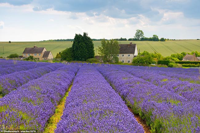 10. Cotswolds Lavender Fields

Đây là một trong những cánh đồng đẹp nhất vùng nông thôn nước Anh. Những bụi hoa oải hương màu tím biếc mang đến một khung cảnh cực kỳ lãng mạn.
