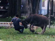 Tin tức trong ngày - Trâu đi lạc &quot;đại náo&quot; công ty ở Bình Dương, húc văng nhiều người