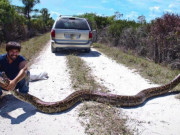 Thế giới - Trăn khổng lồ xâm chiếm Florida: Chính quyền &quot;bó tay&quot;, xem xét kêu gọi người dân ăn thịt