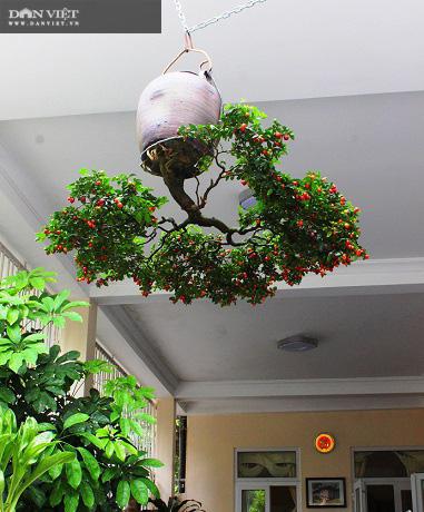 Chuyện lạ Quảng Nam: Dị nhân có hàng trăm cây bonsai mọc ngược được xác nhận kỷ lục Việt Nam - 11