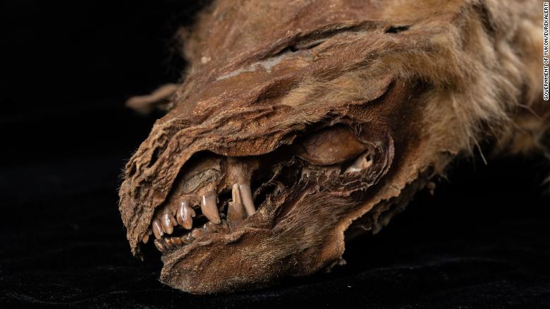 Xác ướp chó sói 56.000 năm mới được phát hiện ở Canada.