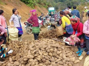 Thị trường - Tiêu dùng - Ba loại &quot;nhân sâm của người nghèo&quot; ở Việt Nam, trước mọc dại nay bới về là có tiền