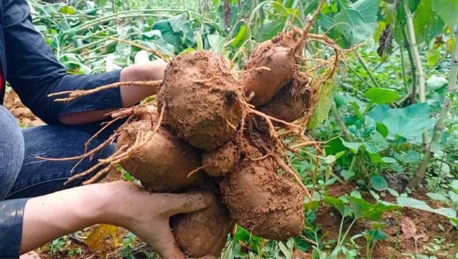 Mỗi năm loại củ này được bán ra thị trường với số lượng lớn. Củ nhìn ngoài xấu xí song được ví như "nhân sâm của người nghèo" và được bán với giá 40.000 đồng/kg
