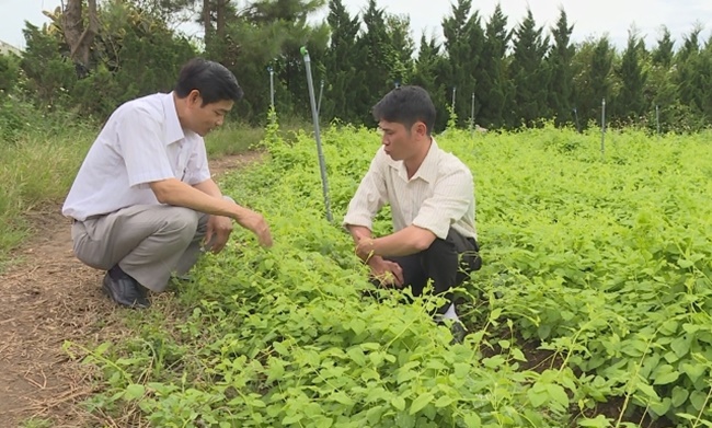 Giá bán củ to khoảng 200.000đ/kg, còn loại củ to bé lẫn lộn khoảng 100.000đ/kg
