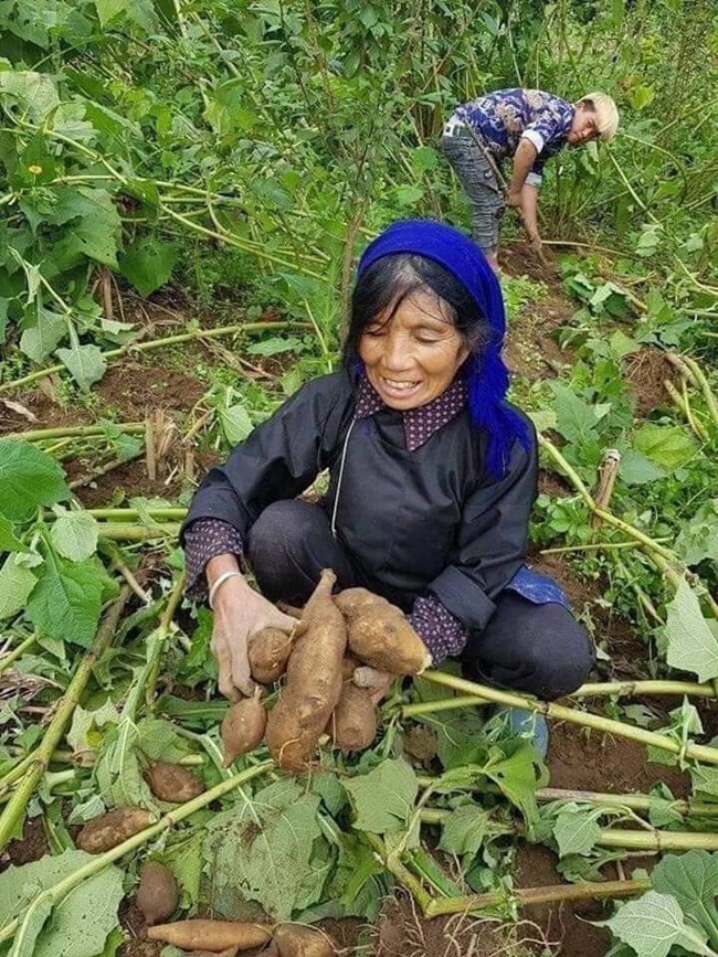 Loại củ đó là âm đất hay còn gọi là hoàng sin cô, địa tàng thiên, thượng đẳng sâm, sâm yacon, khoai sâm.
