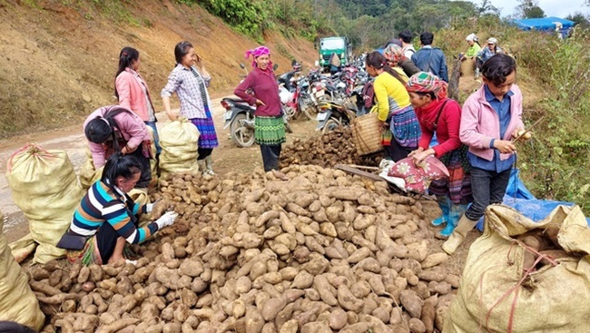 Củ nhìn như khoai lang, ruột có màu trắng hoặc vàng nhạt, mùi thơm như nhân sâm. Khi ăn có vị ngọt mát, nhiều nước, hoặc dùng nấu canh xương.
