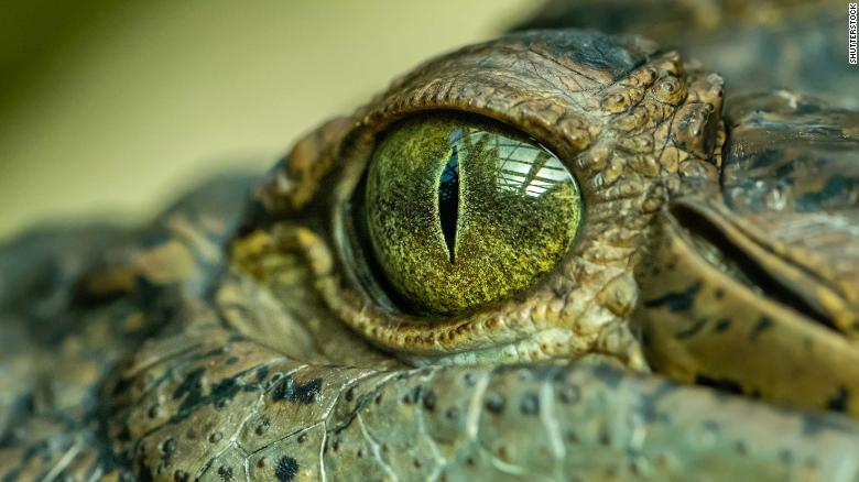 Các nhà khoa học Úc đặt tên loài cá sấu mới là vua đầm lầy.