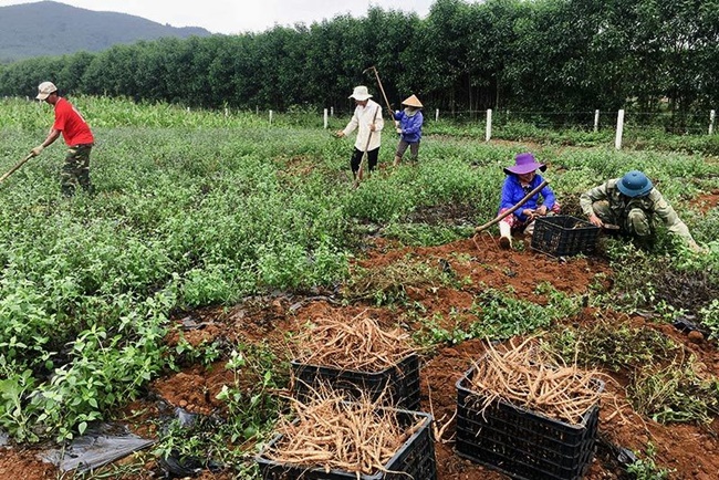 Loài cây này cho củ rất quý và bổ cho sức khỏe. Tuy nhiên, vì nhiều lý do, một thời gian dài, chúng bị thất truyền, tưởng như biến mất.  
