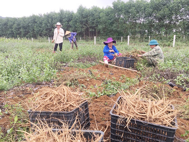 Hoa sâm bố chính thường nở trong ngày, sau đó tàn. Khoảng 1-2 tuần sao sẽ tạo ra sâm bố chính .
