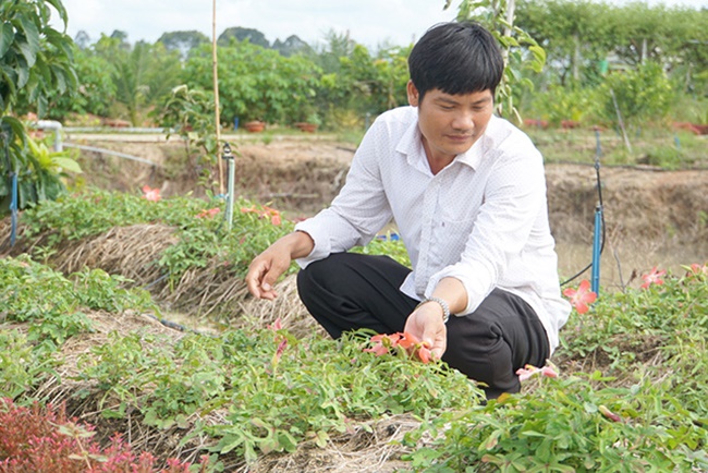 Nếu sâm thu được dưới 12 tháng thì củ sâm nhỏ nhưng hiệu quả kinh tế đã cao. Còn nếu trồng và để lâu thì củ sâm còn có giá cao hơn nữa.
