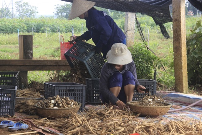 Đất tổ của cây nhân sâm này được phát lộ ở vùng núi Chóp Chài của các xã Quảng Châu, Quảng Hợp, Quảng Lưu, Quảng Thanh…&nbsp;
