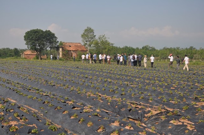 Loài sâm này trồng khoảng 9 tháng -1 năm thì thu hoạch. Năng suất đạt tới 2 tạ/sào, thậm chí có thể lên đến 4-5 tạ/sào.
