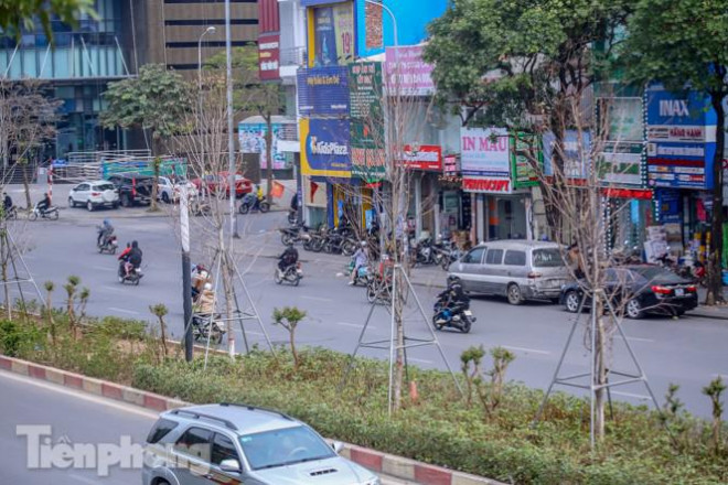 &nbsp;Đầu đông là thời điểm hàng cây phong sẽ bắt đầu ra lá tuy nhiên thời điểm hiện tại nhiều cây nhìn không khác gì "bó củi khô".