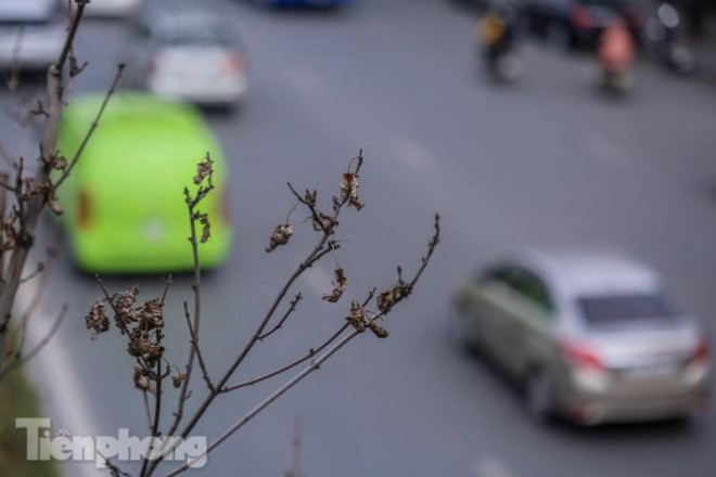 Lá khô, héo úa quanh năm trái ngược với kỳ vọng đẹp như ở các nước Châu Âu, Nhật Bản, Hàn Quốc...