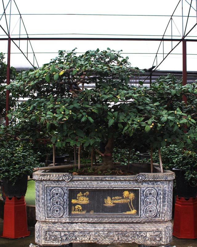 Cây trà cổ thế bonsai thu hút nhiều người chiêm ngưỡng. Ảnh: Dân Trí.