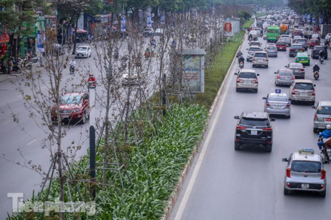 Sau gần 3 năm chăm sóc, hàng phong lá đỏ trên đường Trần Duy Hưng, Nguyễn Chí Thanh lại trơ trọi, thiếu sức sống.