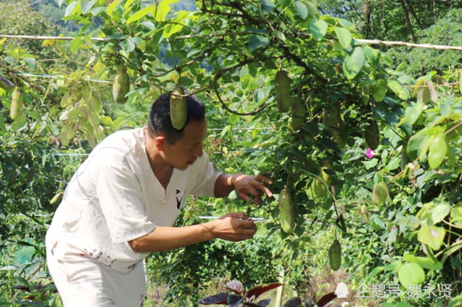 Người đàn ông này là Hứa Tiên Ba,&nbsp;sống ở Trung Quốc. Trước đây, anh làm nghề gia công thép nhưng vẫn nhớ những loại quả dại trên núi, đặc biệt là dưa bát nguyệt.&nbsp;
