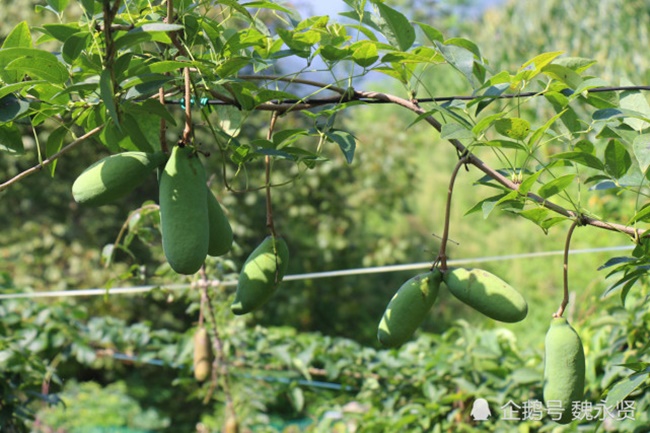 Bắt nguồn từ hoài niệm về cuộc sống thời thơ ấu, Hứa Tieen Ba&nbsp;đã trồng dưa này từ năm 2017 và đầu tư hơn 400.000 nhân dân tệ để trồng.
