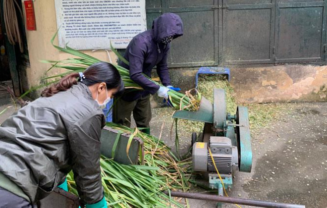 Công nhân đang dùng máy cắt cỏ voi thành từng đoạn ngắn 2 - 3cm để cho thú ăn. Việc cắt nhỏ giúp động vật dễ hấp thu và tiêu hóa, tăng thêm năng lượng nhằm chống rét, đồng thời không bị lãng phí thức ăn.