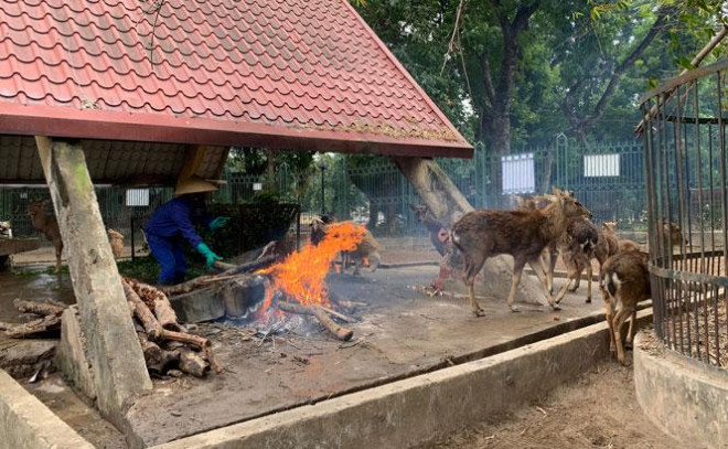 Tại khu chăn nuôi những loài thú móng guốc (hươu cao cổ, nai, hoẵng, dê, cừu...) có không gian rộng, công nhân phải áp dụng biện pháp sưởi thủ công cho thú là đốt củi khô. Đây là củi tận dụng từ quá trình cắt tỉa cây xanh, cây sâu mục trong công viên.