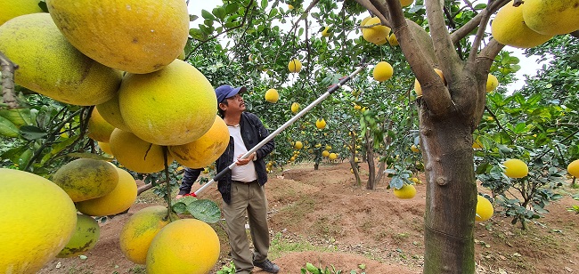 Đam mê với cây đặc sản Thủ đô, anh Đạt ngày ngày cặm cụi ở vườn bưởi, từ tỉa cành, chiết cành cho đến việc bứng cây con bán cho các nhà vườn.