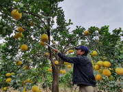 Thị trường - Tiêu dùng - Chăm vườn bưởi cổ hàng vạn quả giữa Thủ đô, một nông dân thu cả tỷ đồng