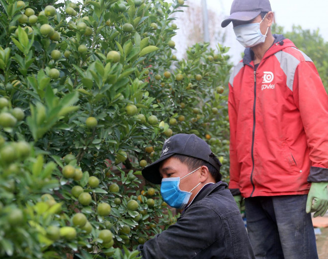 Gia đình ông Hoàng Văn Long nhiều ngày nay đã thuê nhóm công nhân vận chuyển quất cảnh sâu bên trong ruộng ra phía ngoài để chào bán.