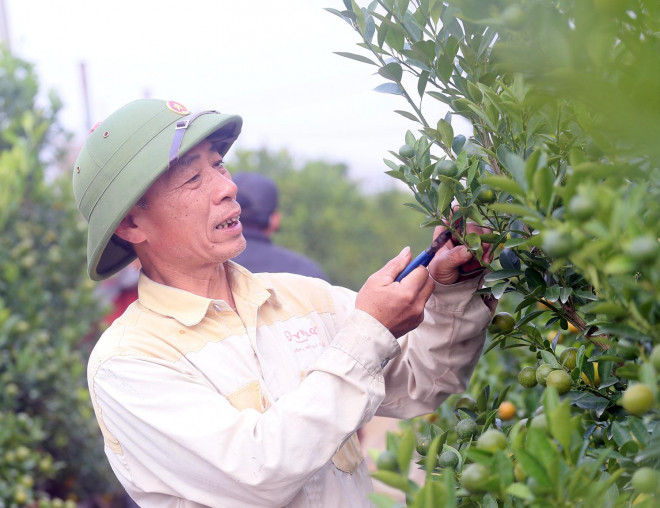 Ông Long cho biết, bản thân có hơn 20 năm trong nghề trồng quất cảnh nên hiểu biết đặc tính sinh trưởng, cách điều tiết nước, phân bón...